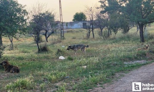 Ankara'nın Akyurt ilçesinde sahipsiz köpekler 4 koyunu telef etti