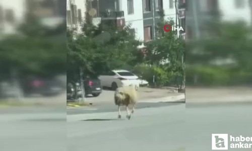 Ankara Keçiören'de kaçan kurbanlık koyun kameralara yakalandı
