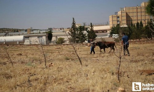 Ankara Sincan'da ipini koparan kurbanlık dana çevreye saldırdı