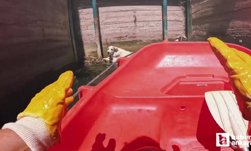 ABB İtfaiye ekipleri barajda mahsur kalan 2 köpeği kurtardı