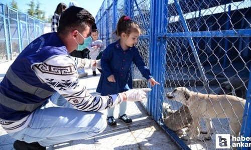 Sokak hayvanları Kahramankazan’daki bakım ve rehabilitasyon merkezinde korunuyor