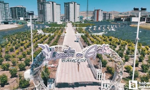 Keçiören’deki Lavanta ve Gül Bahçesi fotoğraf tutkunlarını bekliyor