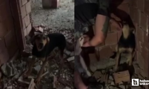 Ankara Yenimahalle'de 15 köpek katledilmiş halde bulundu