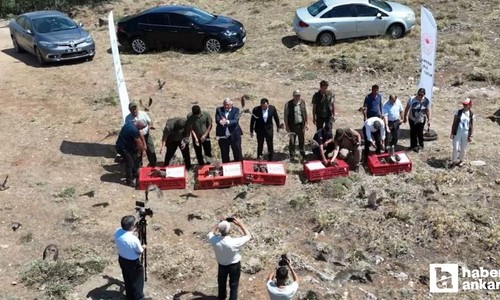 Kırıkkale'de keklikler doğaya salındı