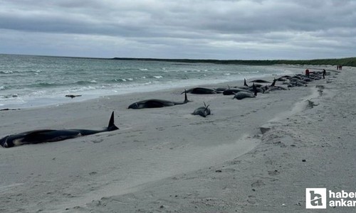 İskoçya'da toplu balina ölümü! 77 pilot balina kıyıya vurdu