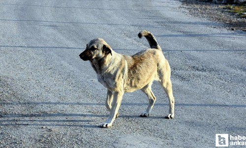 Başıboş sokak hayvanları kanun teklifi TBMM komisyonundan geçti