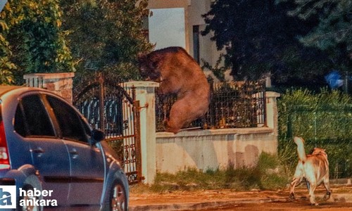 Ankara Kızılcahamam'da aç kalan ayı merkeze indi