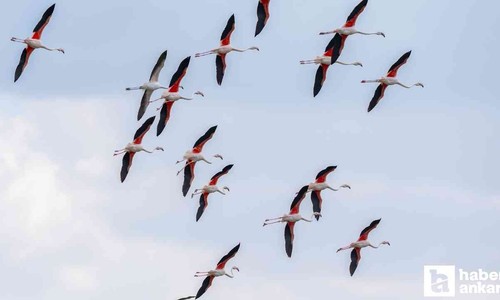 Ankara'da misafir flamingoların göç hazırlığı başladı