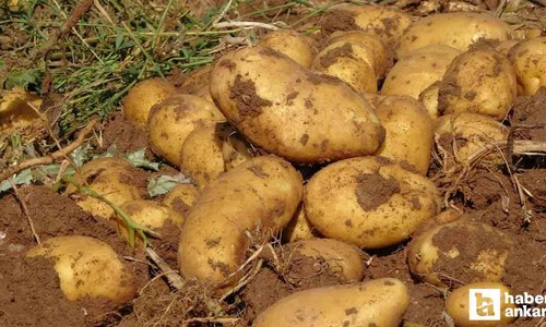Yozgat'ta patatesin kilosu tarlada 4 TL'ye düştü!