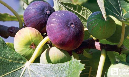 Uzun yaşam sırrında incir mucizesi ortaya çıktı