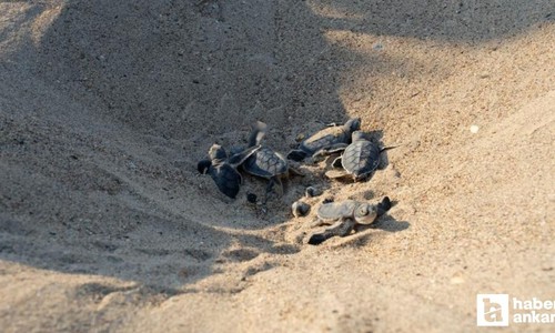 Çevre Bakanlığı’nın korumasındaki 169 bin 972 deniz kaplumbağası denizle buluştu