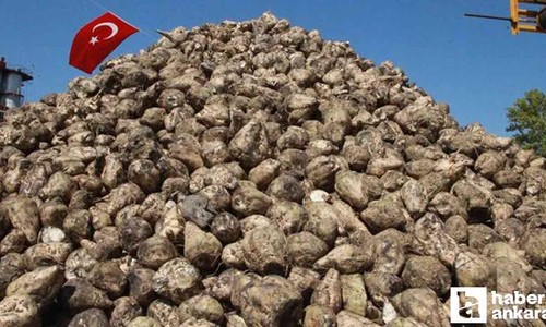 Şeker pancarı alım fiyatı 2024 - 2025 açıklandı! 1 Ton pancar kaç TL?
