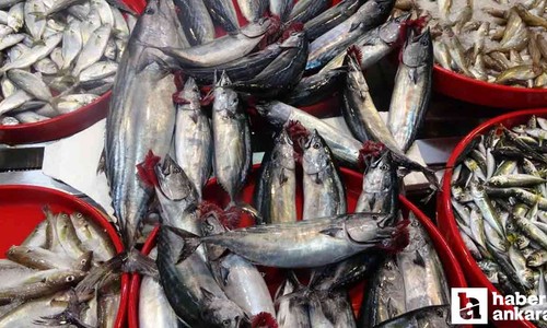 Yok böyle zam! Palamut fiyatı 110 TL birden arttı