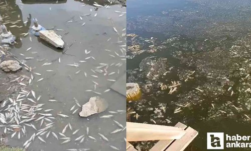 Ankara Göksu Park'ta ilk kez balık ölümleri görüldü