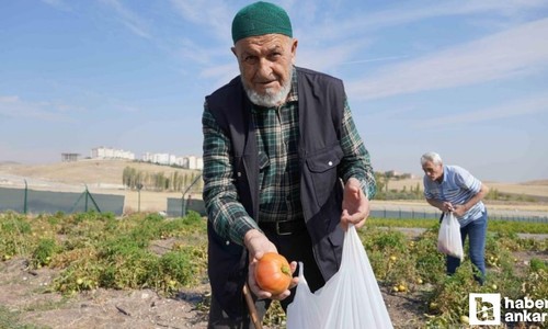 Keçiören Belediyesi Gönül Köşkü Huzurevi sakinleri hasatta buluştu