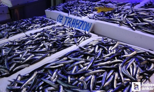 Tarım Bakanlığı’ndan hamsi avcılığı açıklaması