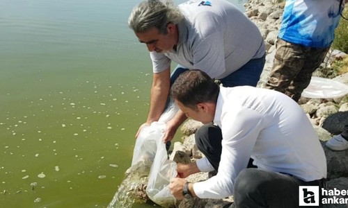 Ankara’da Yağmursuyu Göleti’ne 10 bin yavru sazan balığı bırakıldı