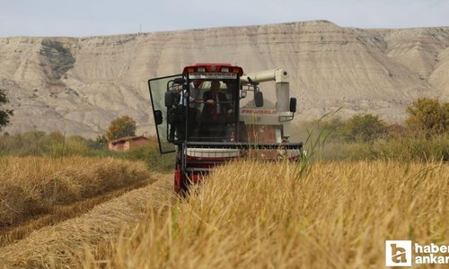 Kırıkkale Sulakyurt’ta çeltik hasadı başladı
