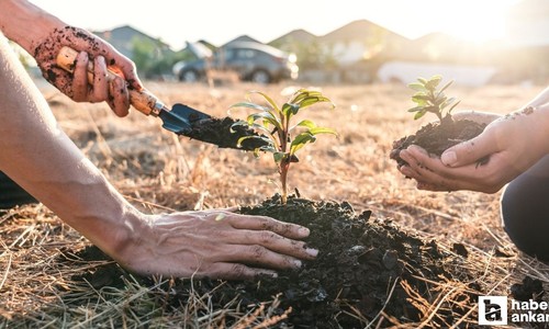 Türkiye'nin dört bir yanında Milli Ağaçlandırma Günü seferberliği yaşanacak