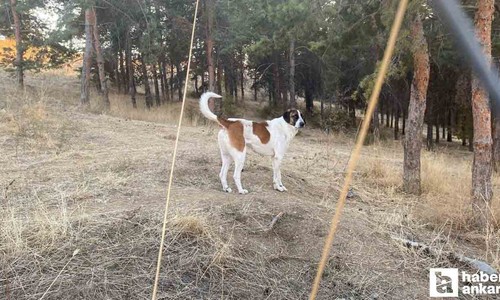 Ankara Çankaya'da ünlü akademisyene başıboş sokak köpekleri saldırdı