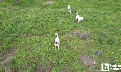 Ankara hayvanlarının dron kameralarına verdiği tepkiler gülümsetti