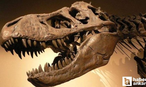 Bilim insanları dinozorların fosilleşmiş dışkılarını inceledi