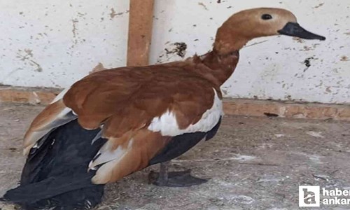 Beypazarı'nda sokakta bulunan angut kuşu koruma altına alındı