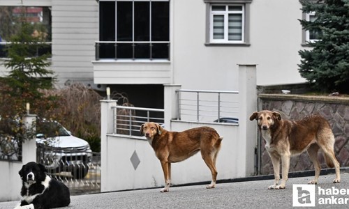 Çankaya Çiğdem Mahallesi’nde vatandaşlar sokak köpeklerinden tedirgin
