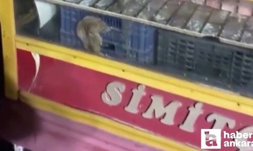 Çankaya'da simit tezgahında görülen fare herkesi şoke etti