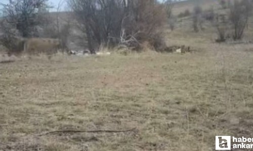 Kalecik'in yüksek yerlerinde yabani hayvanlar yemek ararken görüldü