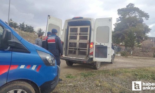 Kırıkkale'de köpek dövüşüne jandarmadan suçüstü baskını