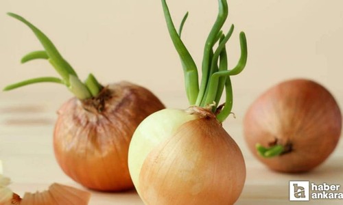 Artık çöpe atılmayacak! Soğanların filizlenmesini önleyen yöntem!