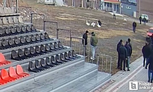 Çorum'da kaz dövüşünde yakalanan 70 kişiye ceza kesildi!
