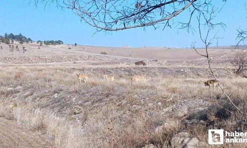 Keçiören'de köpekler 3 koyunu yaraladı