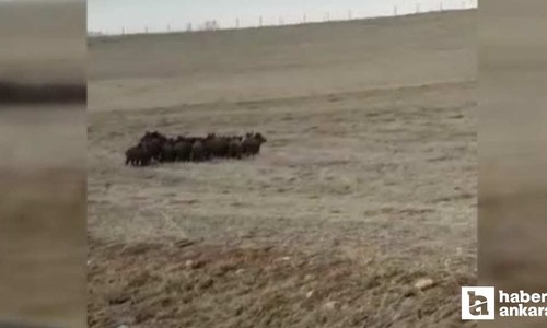 Ankara Elmadağ'da tarlaya giren domuz sürüsü güçlükle uzaklaştırıldı