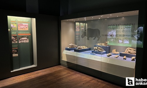 Çankırı Müzesi'ne 30 binden fazla ziyaretçi! 8,5 milyon yıllık fosiller sergileniyor