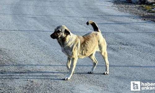 Yenimahalle'de 5 yaşındaki çocuğa köpek saldırdı