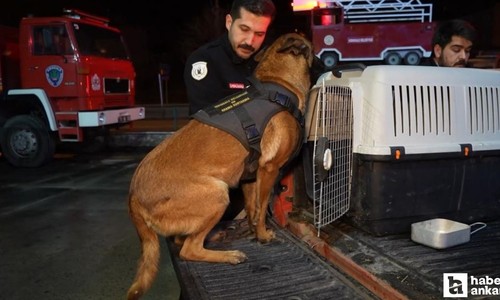 Kırıkkale’den 2 hassas burunlu köpek Konya’daki arama çalışmaları için bölgeye sevk edildi