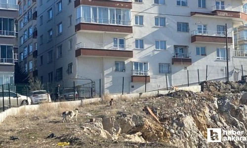 Mamak'ta sokak köpeklerinin saldırdığı kadını vatandaşlar kurtardı