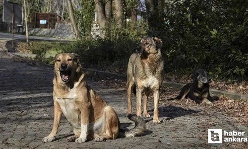 Başıboş sokak köpekleri için 81 ile yeni genelge: 71 bin TL para cezası kesilecek!