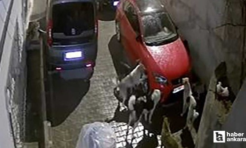 Mamak'ta köpekler park halindeki araca saldırdı