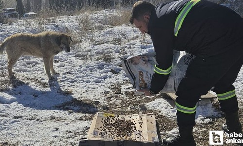 Etimesgut Belediyesinden sokak hayvanlarına mama ve su desteği
