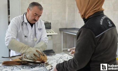 Ankara'da yaralı kızıl şahin bulundu: Tedavisi devam ediyor