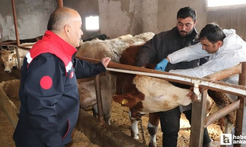 İlkbahar dönemi şap aşılama kampanyası  Sivas'ta başladı