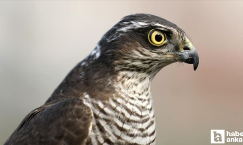 Nallıhan'da tavukları yemeye çalışan atmacayı mahalle muhtarı yakaladı