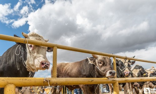 Çorum'da kapatılan hayvan pazarları 17 Mart'ta açılacak