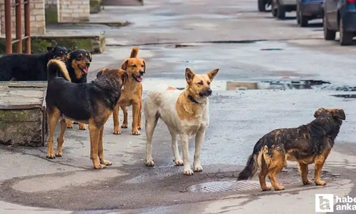 Köpeklerin saldırısını  10 yaşındaki öğrenci sıyrıklarla atlattı