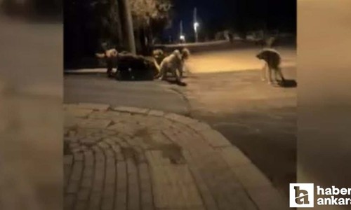 Ankara'da köpeklerin kavgasını kameraya kaydetti