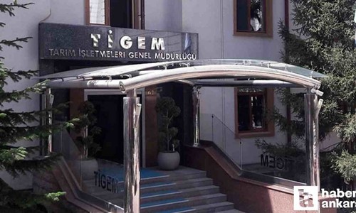 İhale Ankara'da yapılacak: TİGEM 24 bin kg koyun sütü satacak