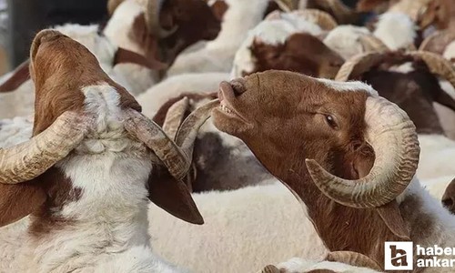 Kurban Bayramı ne zaman, ayın kaçında, tatil kaç gün?